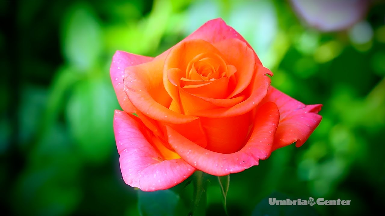 Spello (PG) - I Giorni delle Rose 2019