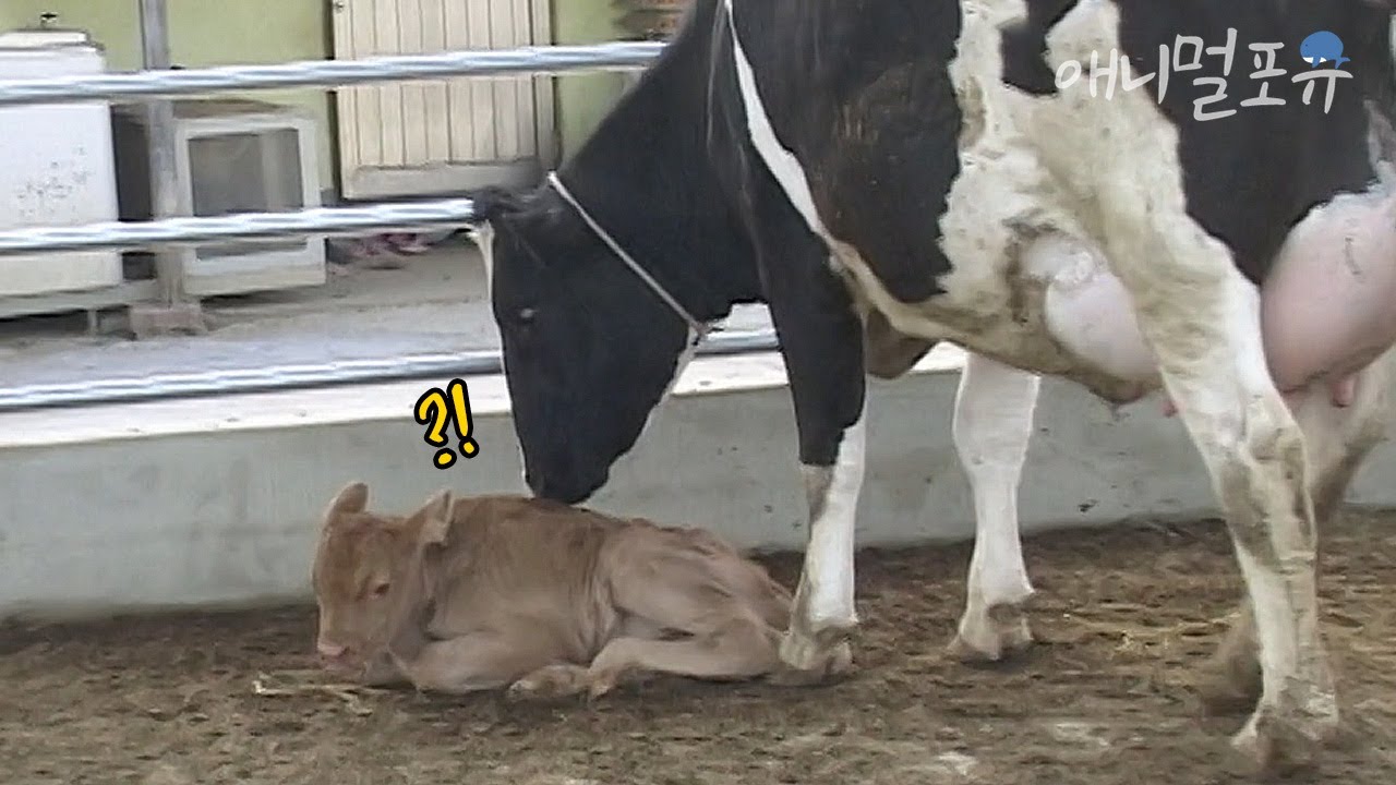 송아지를 막 출산한 어미 젖소... 그런데 새끼를 들여다봤더니??😮ㅣKBS 오천만의 일급비밀 070605 방송