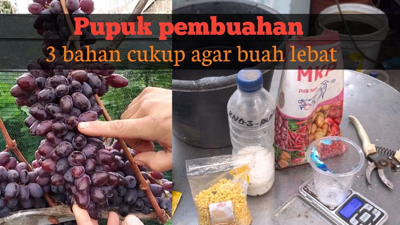 Pemupukan pembuahan anggur setelah panen | cukup 3 bahan pupuk