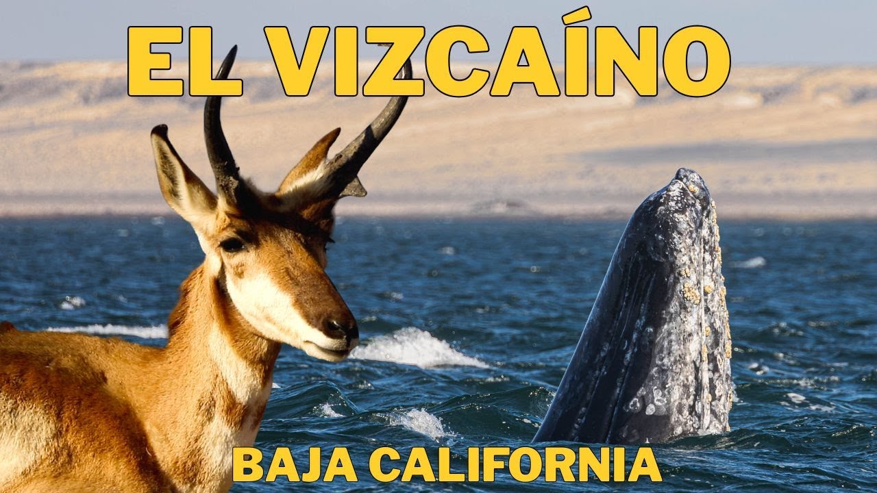 El Vizcaíno: Encuentro con la Ballena Gris 🐋  y el Berrendo en Baja California