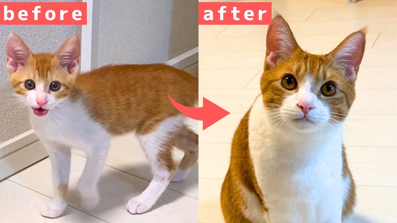 【保護猫】甘えん坊ちくわの成長記録｜生後3ヶ月〜1歳まで【総集編】