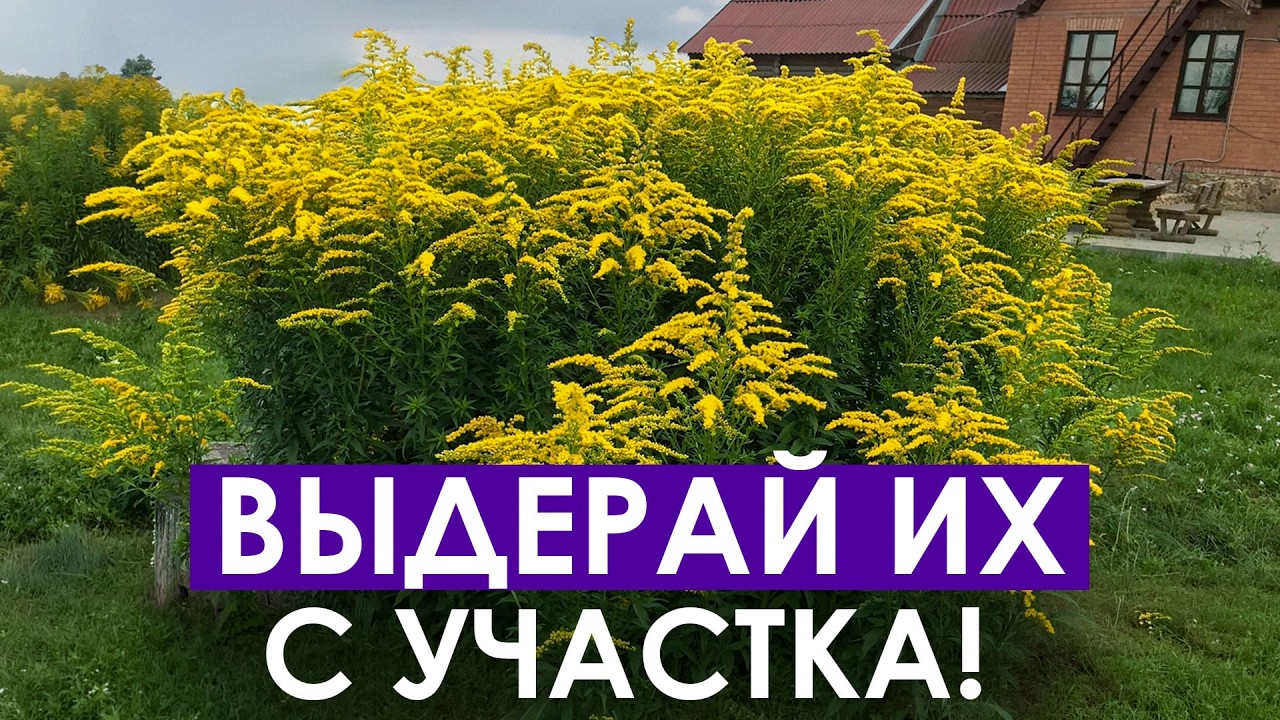 Я жалею, что не посадила эти растения 😭 7 ужаснейших цветов в вашем саду!