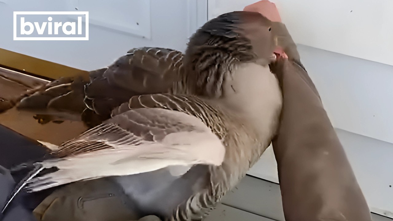 Pet Goose Brings a Whole New Meaning to 'Angry Bird'