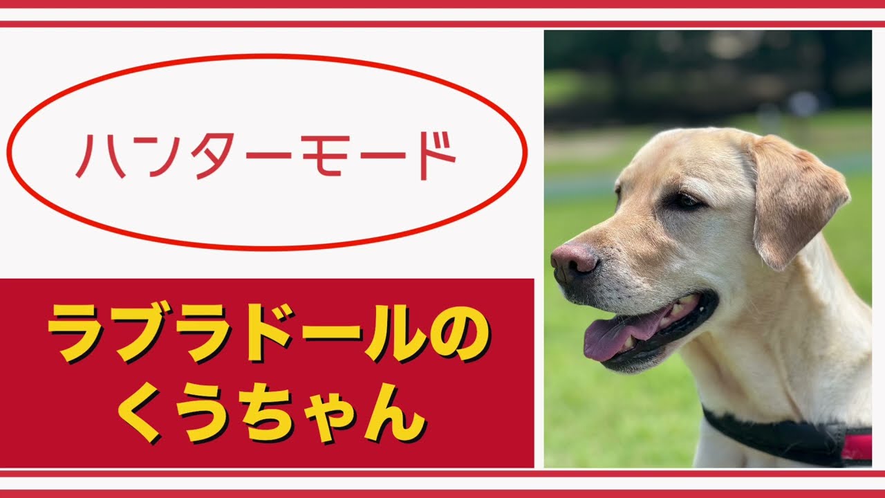 【#ラブラドール  】ハンターモード【#labradorretriever    】