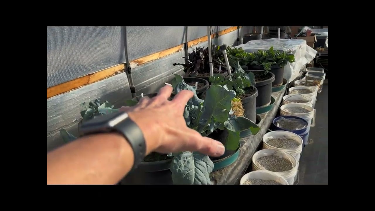 Greenhouse Insect Treatment And Wind Is Low Enough To Burn Yard Waste