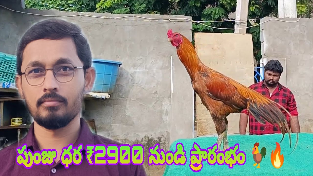 హెవీ సైజ్ డబుల్ బాడీ పుంజులు | ఈరోజు ఫామ్ విజిట్ !