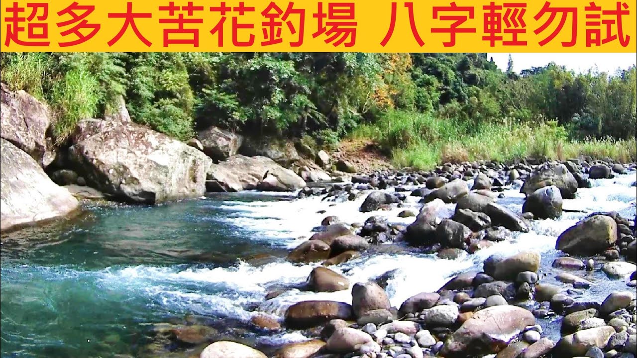 超多大苦花釣場 八字輕勿試 @不小心就人生登出 畢竟傳說很多 一個人超毛ㄉ #溪釣 #苦花
