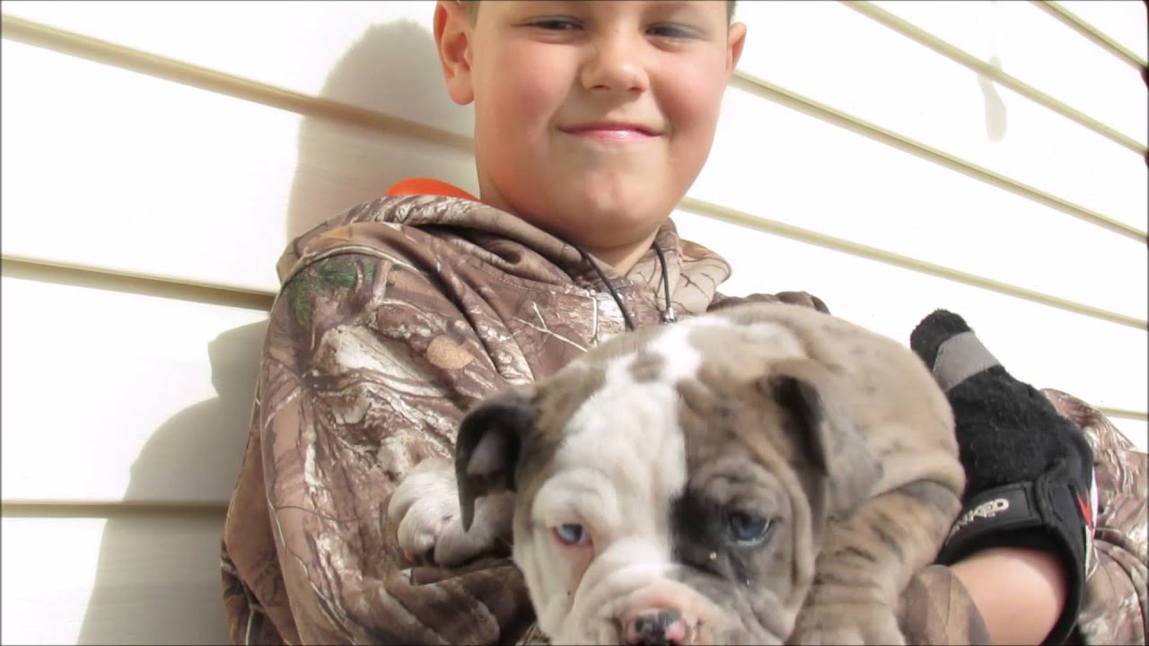 Alapaha / American Bulldog Puppies #2