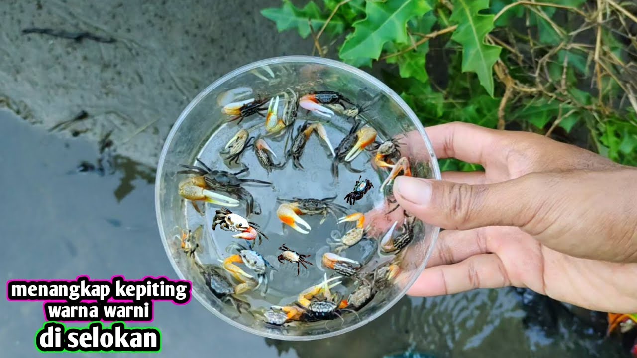 MENCARI KEPITING WARNA WARNI DI SELOKAN DAPAT BANYAK