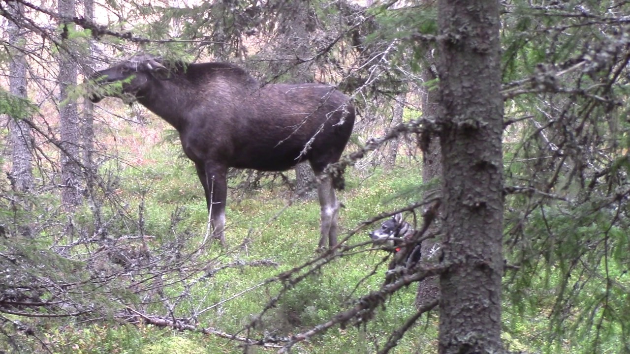 Sur &auml;lgko. &Auml;lgjakt J&auml;mthund St&aring;ndskall Orsa