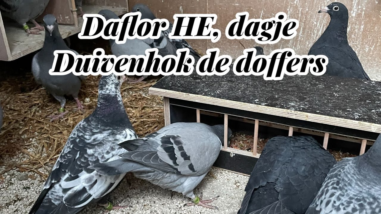 Daflor HE | Dagje duivenhok | De Doffers | Postduiven 2023 |