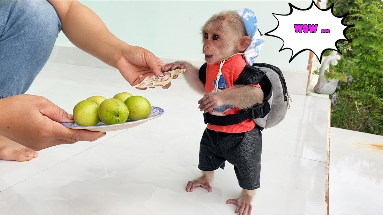 Super monkey! Monkey SinSin took money to buy fruit for his tired Dad