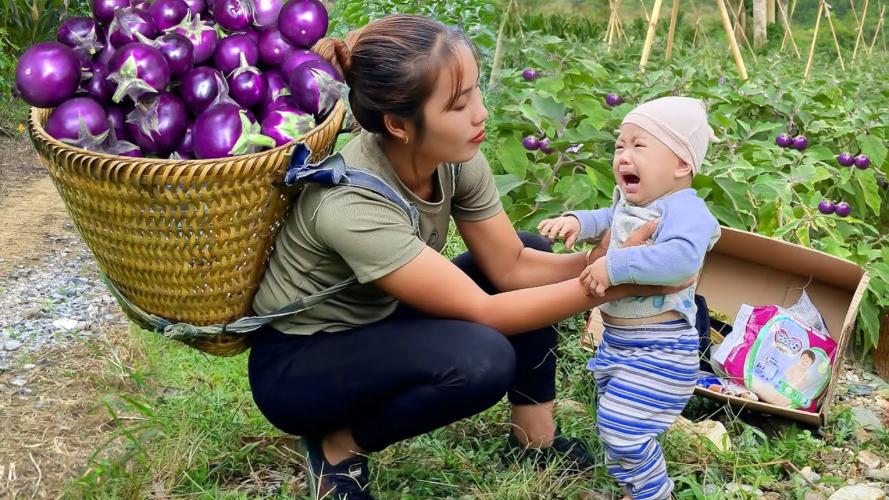 Harvest giant eggplants to sell at the market - Accidentally met a little girl