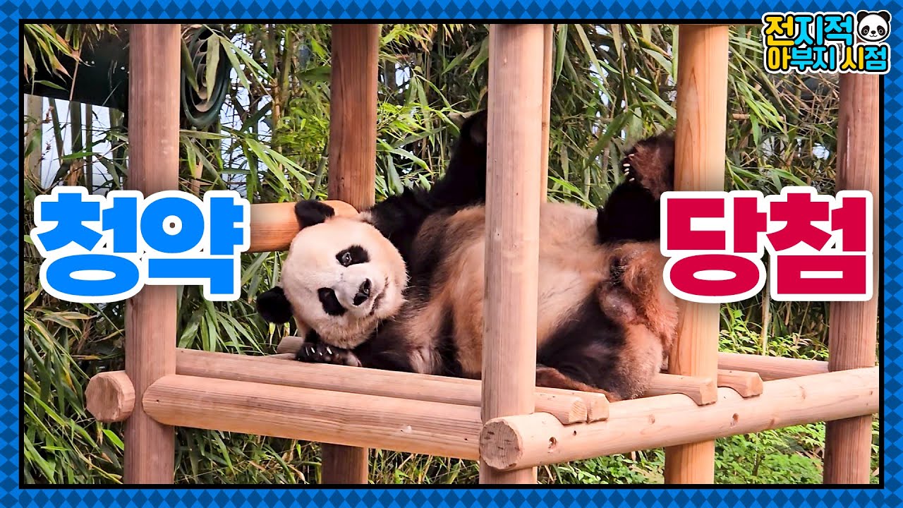 (SUB) Любимая поездка панды Лебао🐼│Мир панд