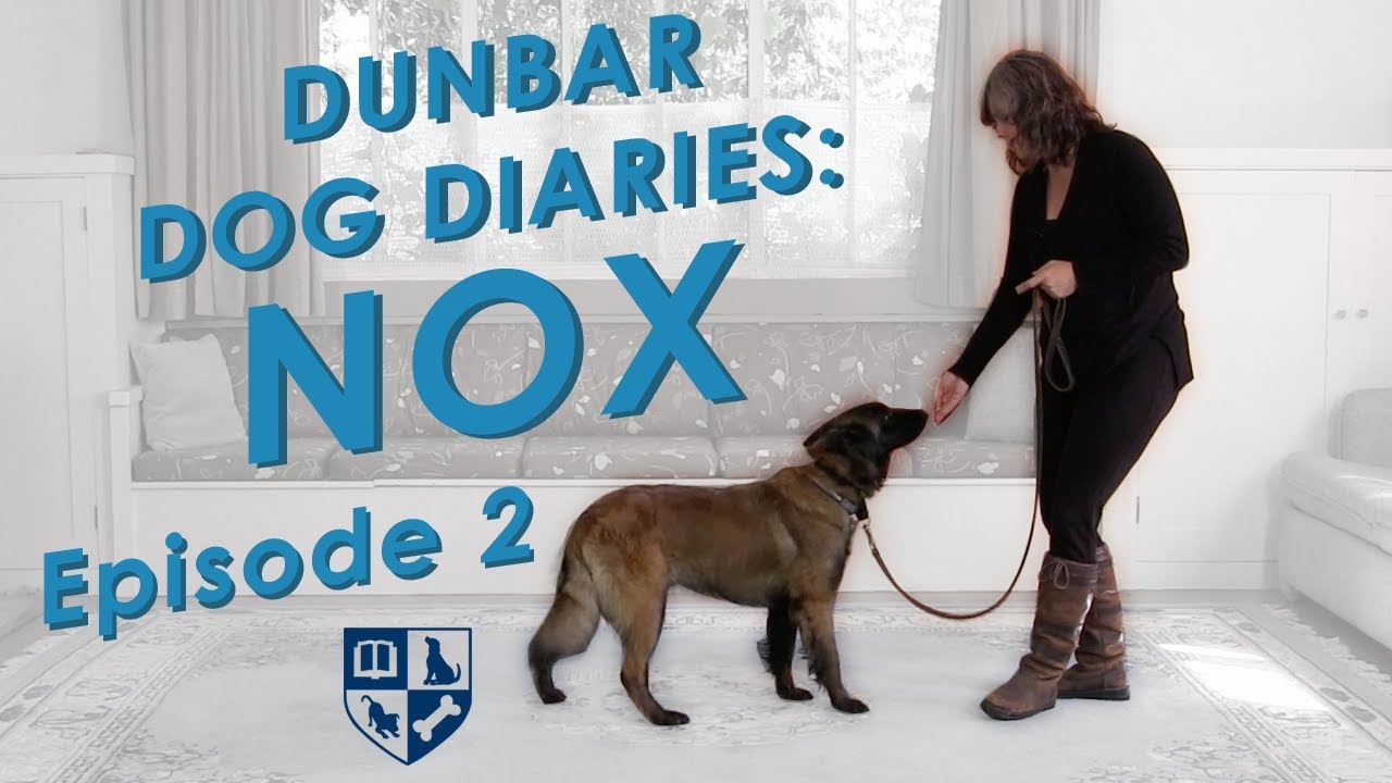 Dunbar Dog Diaries #2 - Verbal Reward Markers