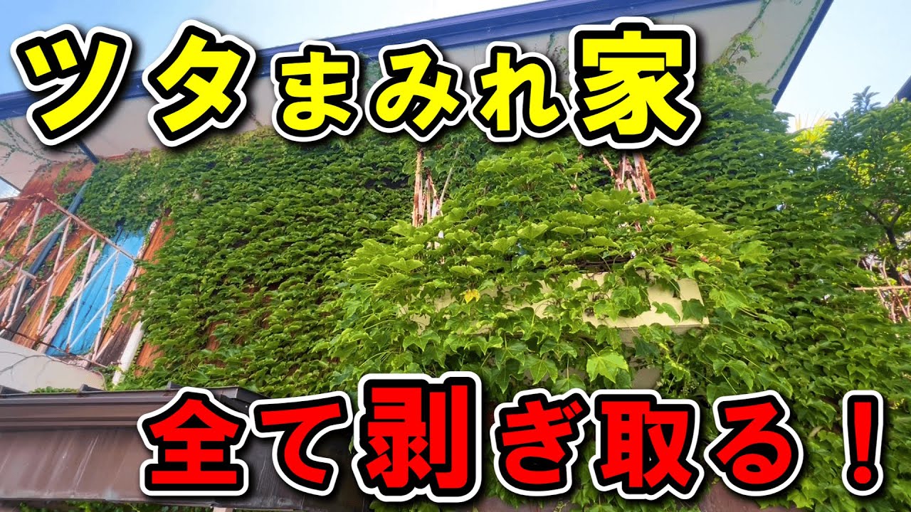 【蔦】一気に綺麗に剥がします！【ツタ】