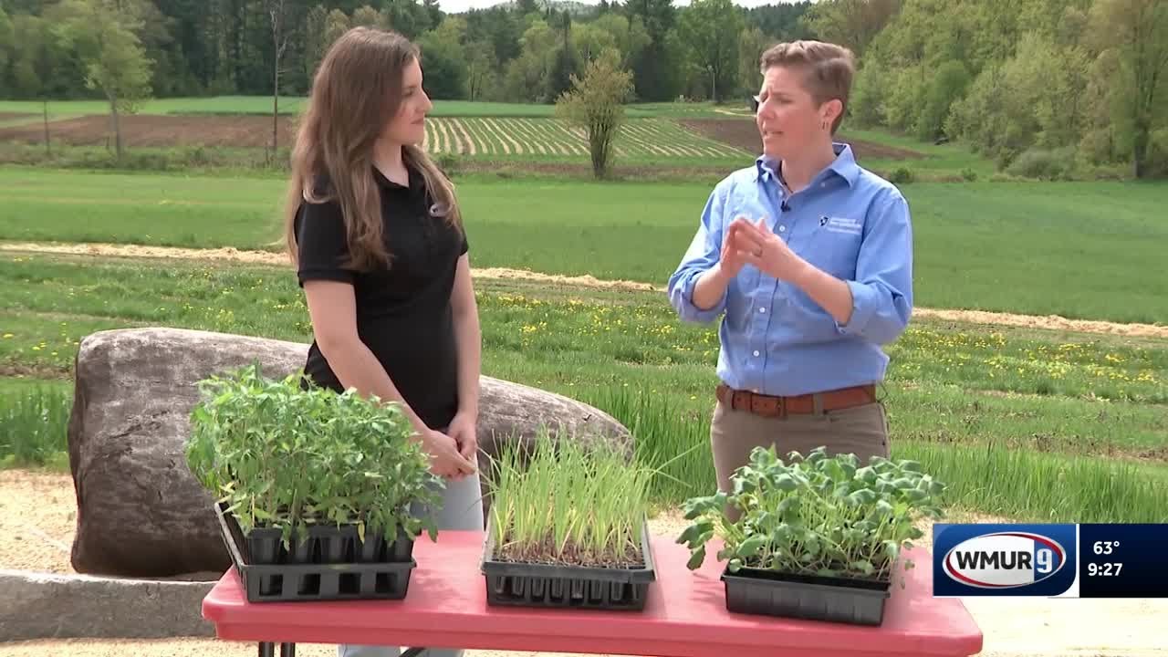Grow It Green: Tips for hardening transplants