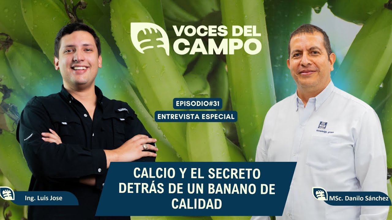 El Secreto del Calcio en la Calidad del Banano | Con MSc. Danilo Sánchez – Ep. #031