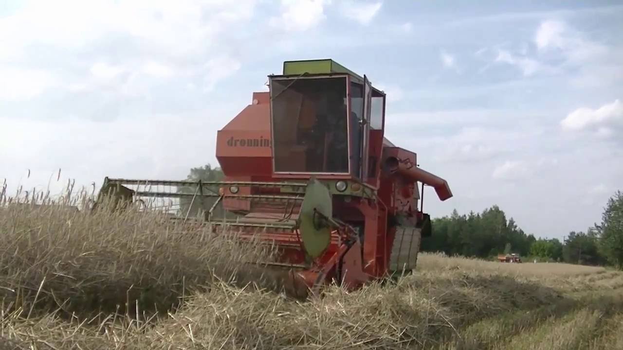 Żniwa 2016 ! Dronningborg D1250 & Ursus 2812