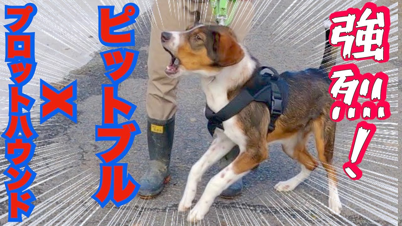 【愛犬の問題行動】散歩中注意散乱・ロックオン・引っ張る・おもちゃ返さない・車への乗り降り・この動画で一気に解決 @pochipapa