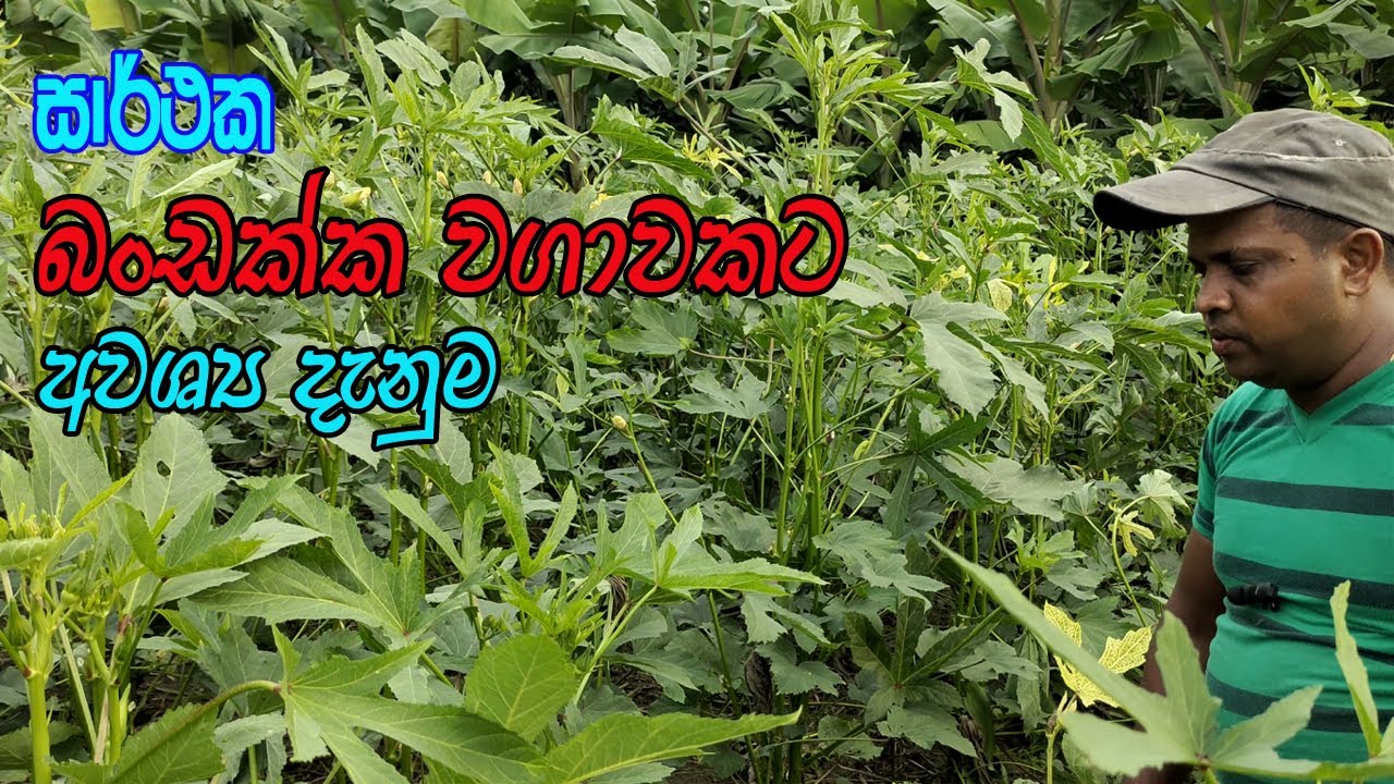 නිවැරදිව බන්ඩක්කා වගාවක් සඳහා / bandakka wagawa / Cultivation of okra / බණ්ඩක්කා වගාව