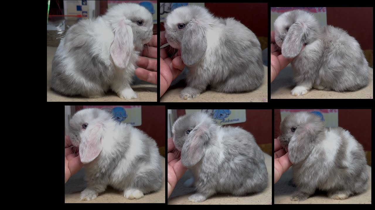 Cantata & Natsume Holland Lop Litter 52 Days Old