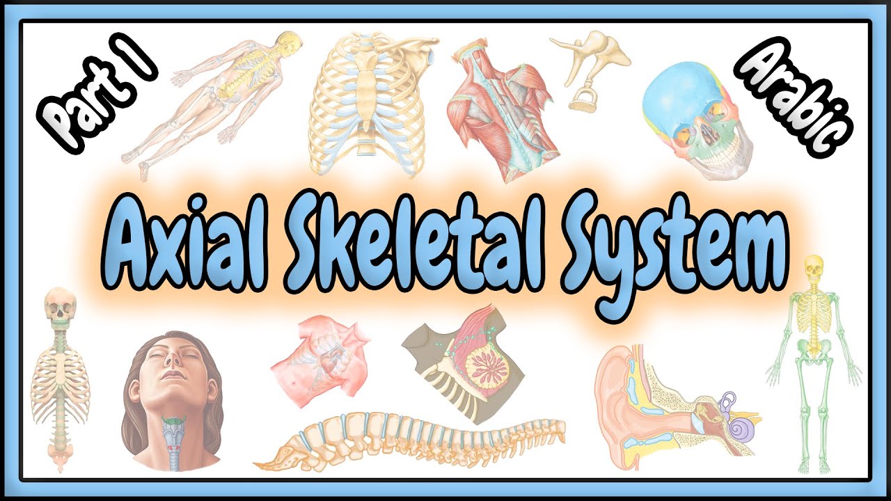 68. Axial Skeletal System || Introduction || مقدمة عن الجهاز الهيكلي المحوري