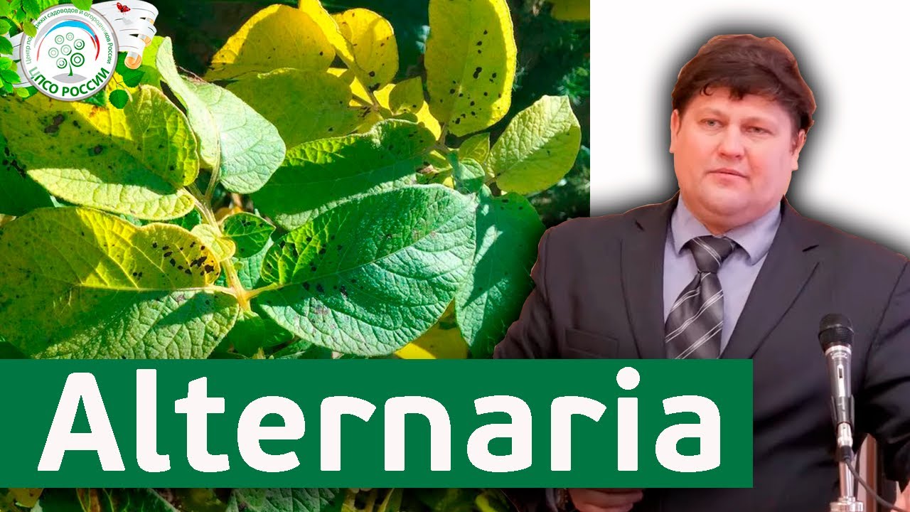 Potatoes and tomatoes hot weather disease. Alternaria. Methods of treatment.