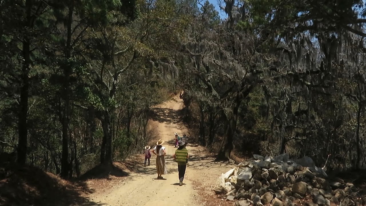 In the woods of San José del Pacífico
