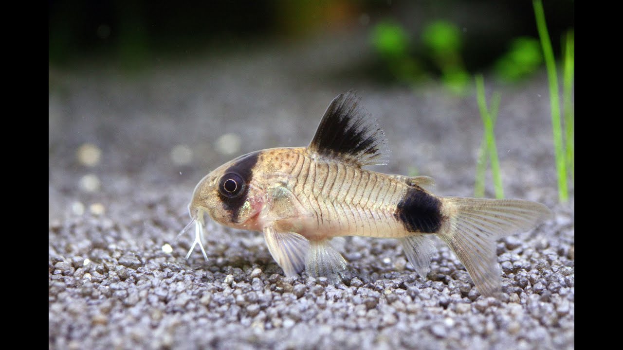 Feeding blood worms to my Panda Cory's, White Cloud's and Shrimp