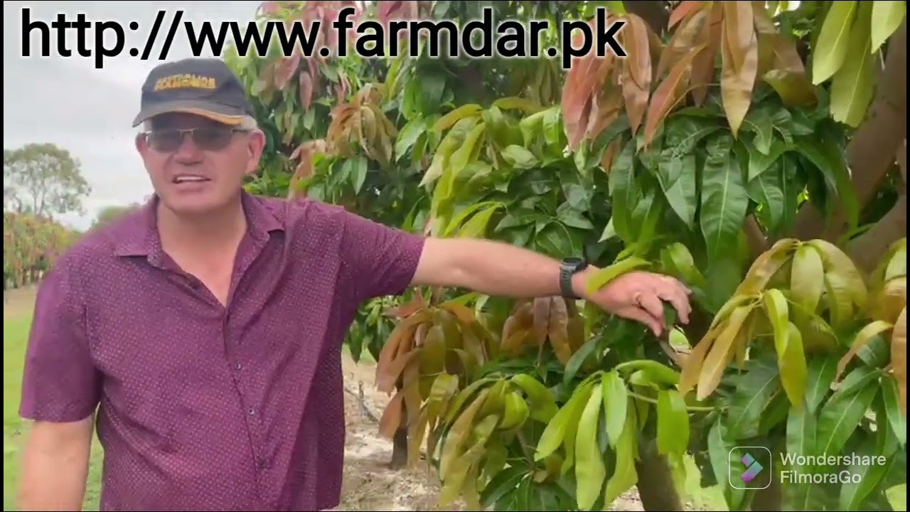 Australia’s Advanced Mango Farming | Trellis & Espalier Explained 🥭 | Asif Hayat Tipu