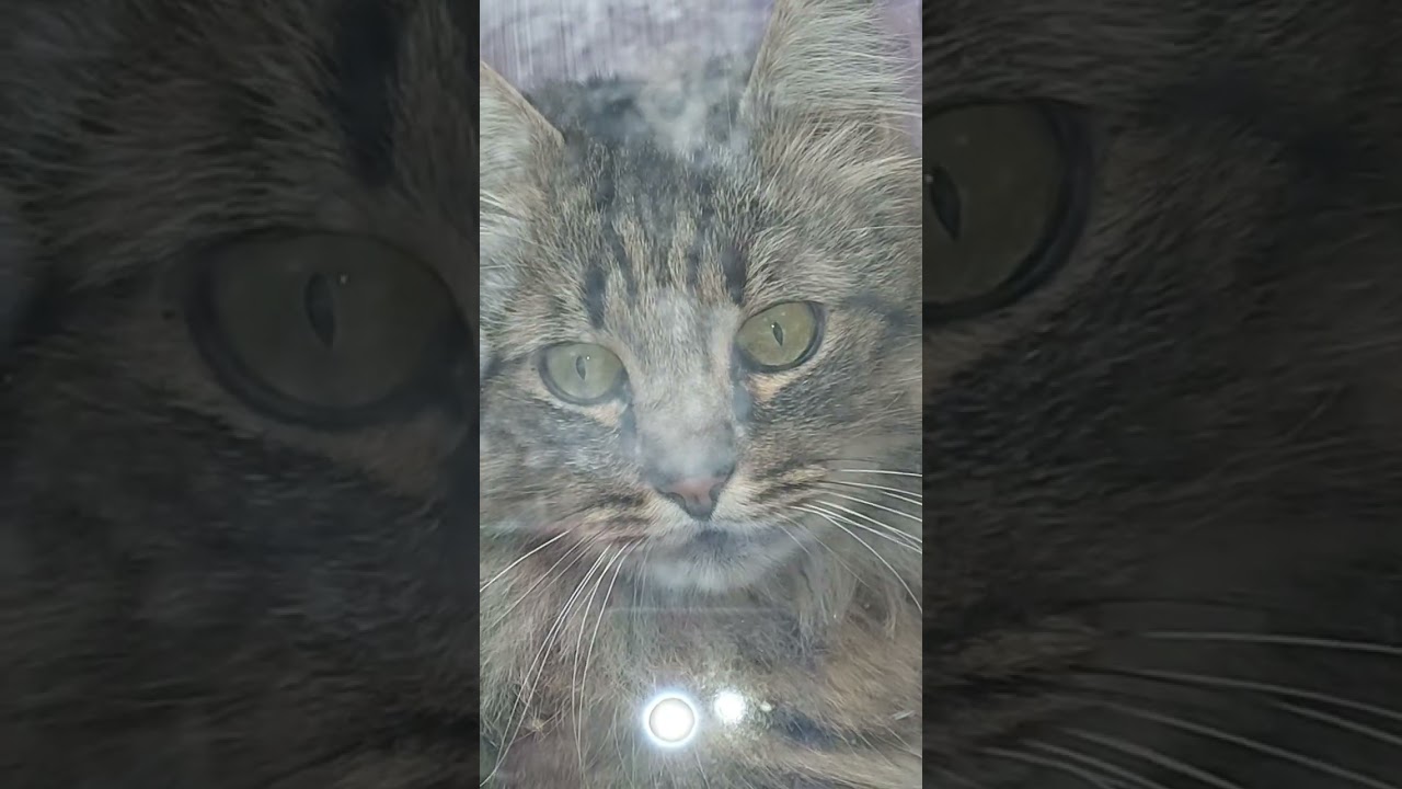 Котик