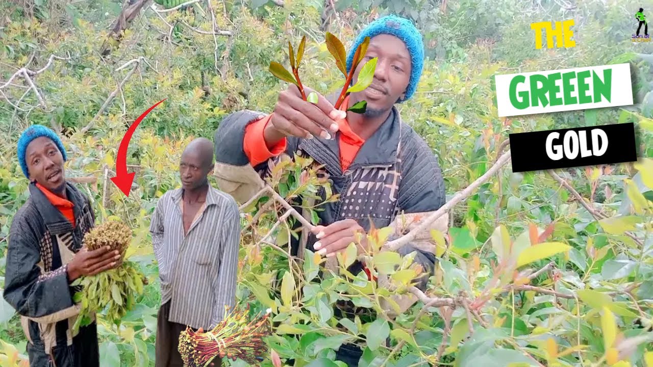 Miraa/Khat - Green Gold of Meru