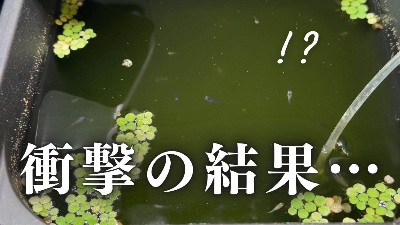 卵から育てたダルマメダカ！針子〜稚魚の飼育方法と成長の全記録【室内飼育】