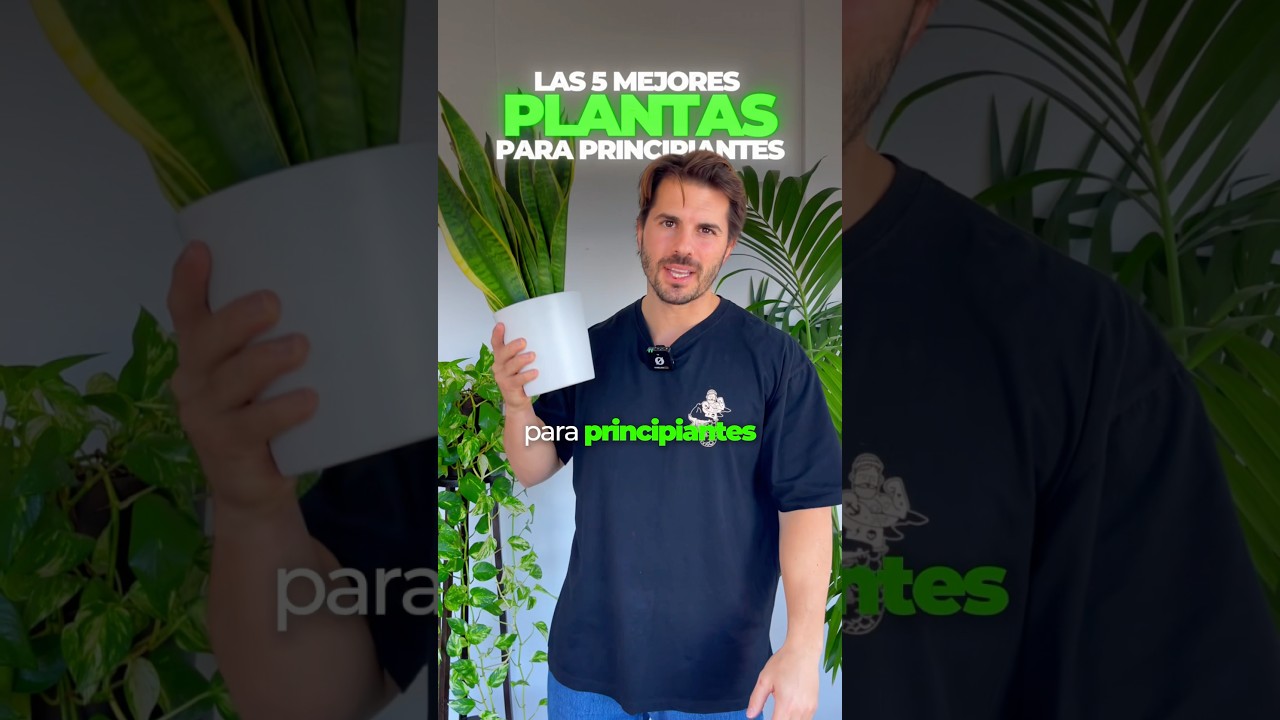 🌱 Las 5 mejores plantas para principiantes 🌱✅ #planttips #plantcare #plantasdecasa #plantslovers