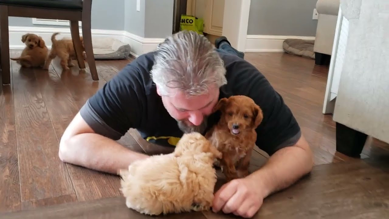 F1B Cockapoo Puppies @ 8 weeks old