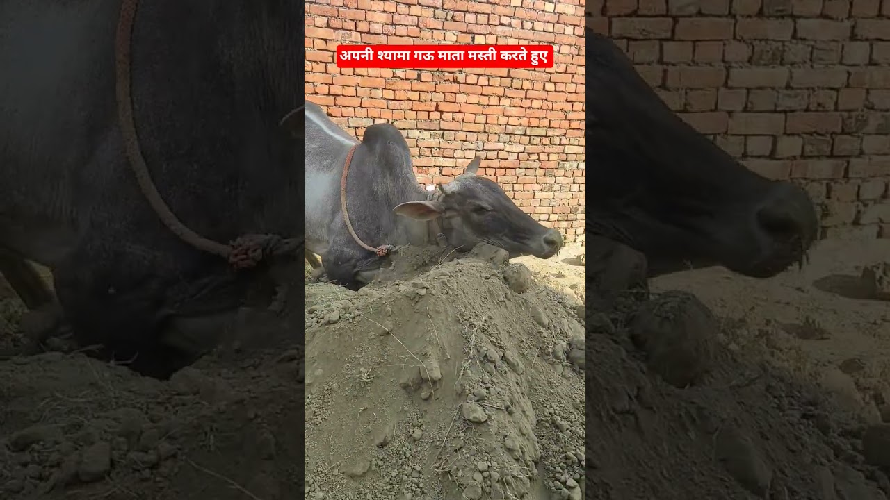 अपनी श्यामा गऊ माता मस्ती करते हुए #cow #reels #reelvideo #ytshorts #shortvideo #cowfarm #reel