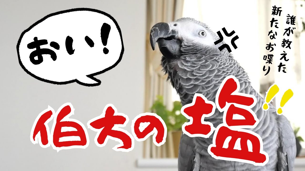 「おい！」なんて一体誰が教えたの！？その正体は…「伯方の塩🧂」にハマるインコ