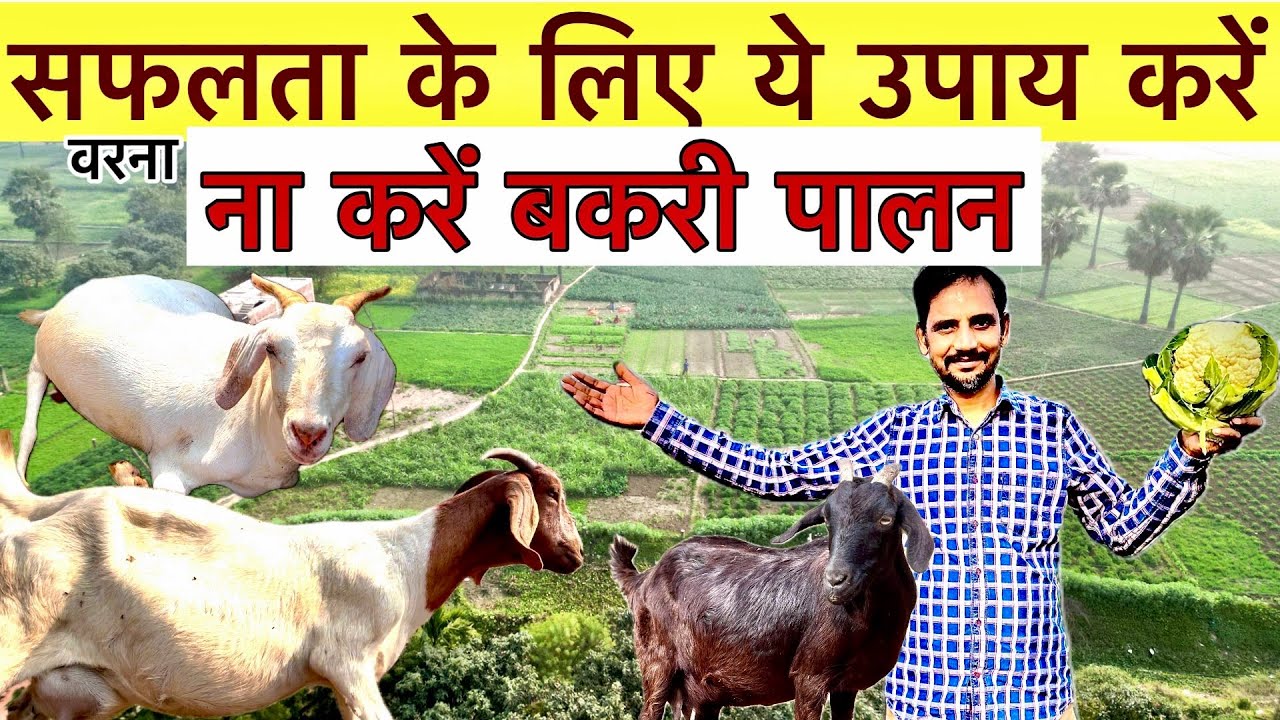 बकरी फार्म बंद नहीं करने पड़ेगें बस आप ये तरीका अपनाएं  || Goat farming success plan 