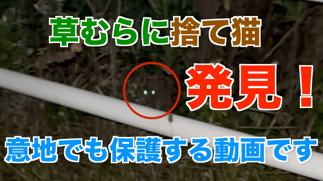 感動の奇跡！草むらに捨てられた子猫の衝撃保護映像【実話】
