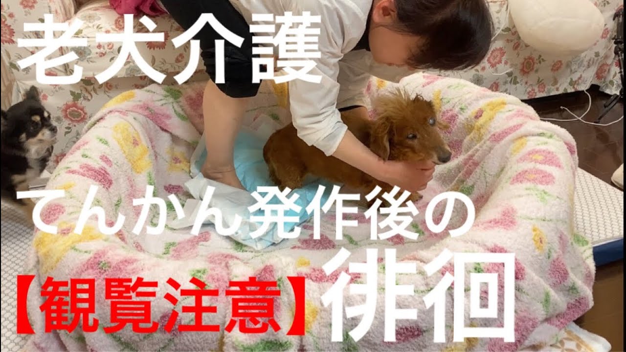 大場久美子【観覧注意】老犬介護No.７てんかん発作の後の徘徊。徘徊しながら小さい呻き声あり。