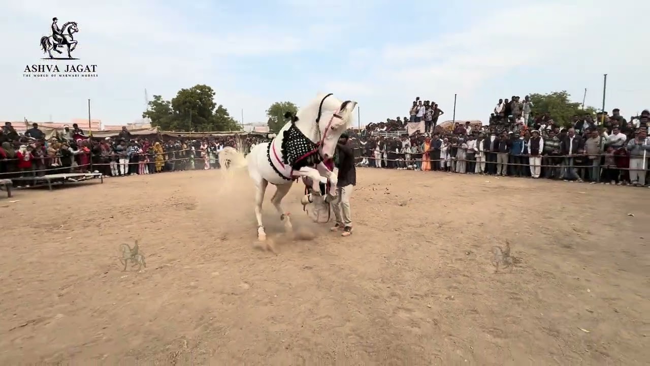 नागौर पशु मेला 2026 मे घोड़ा घोड़ियों की डांस प्रतियोगिता 😳🔥 #horsedance #Nagaurmela #horsedancing