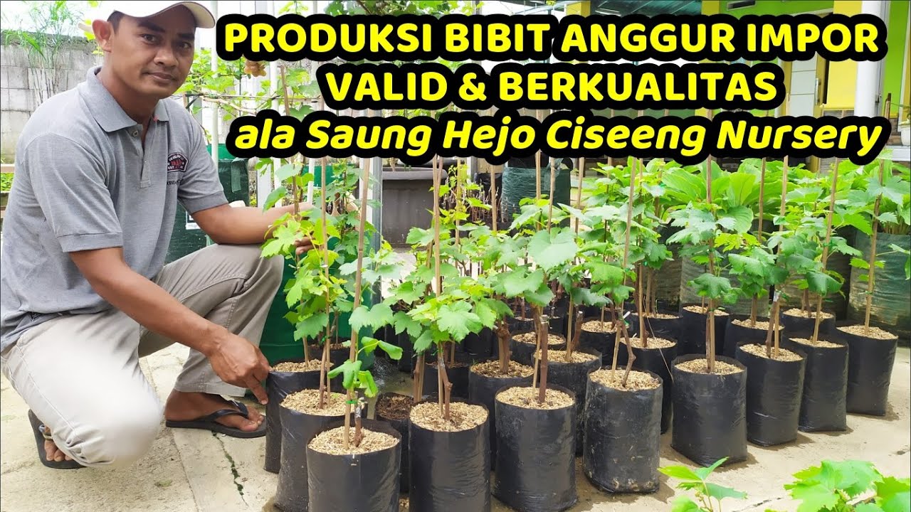 PRODUKSI BIBIT ANGGUR IMPOR ALA SAUNG HEJO CISEENG NURSERY