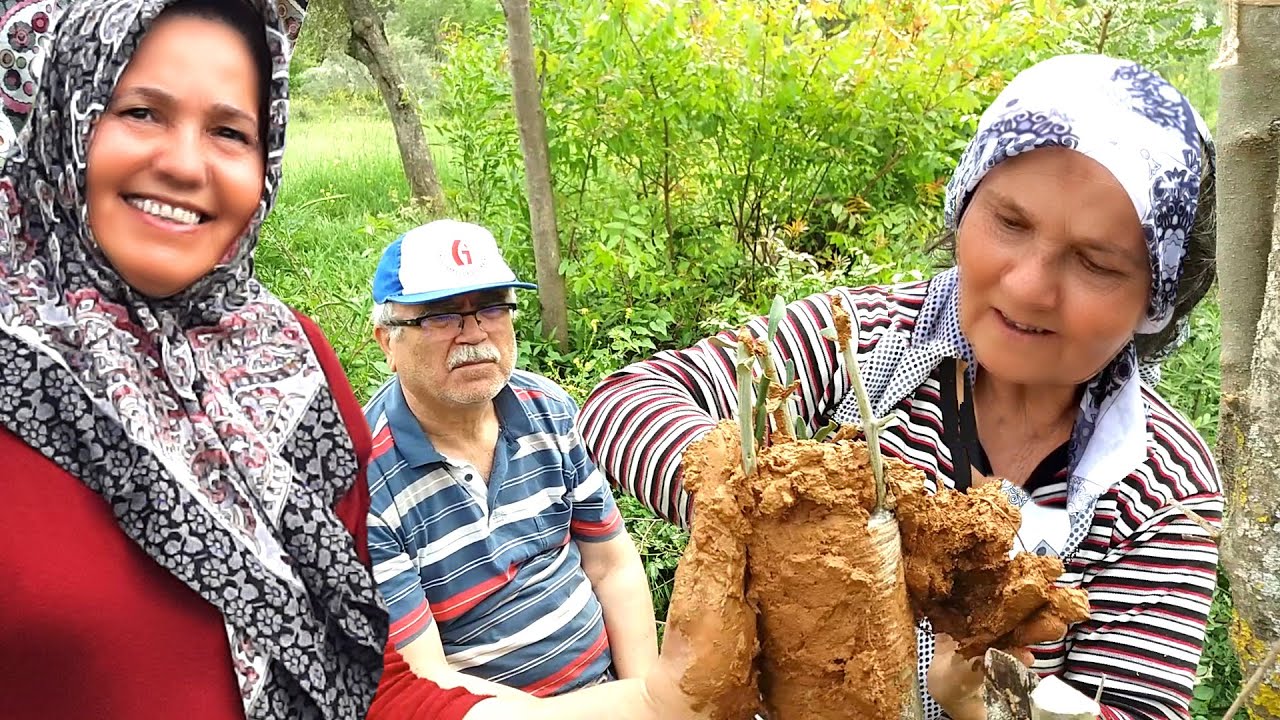 Delice Zeytine  kalem ve Göz Aşısı Nasıl yapılır Ege'de aşı ne zaman yapılır