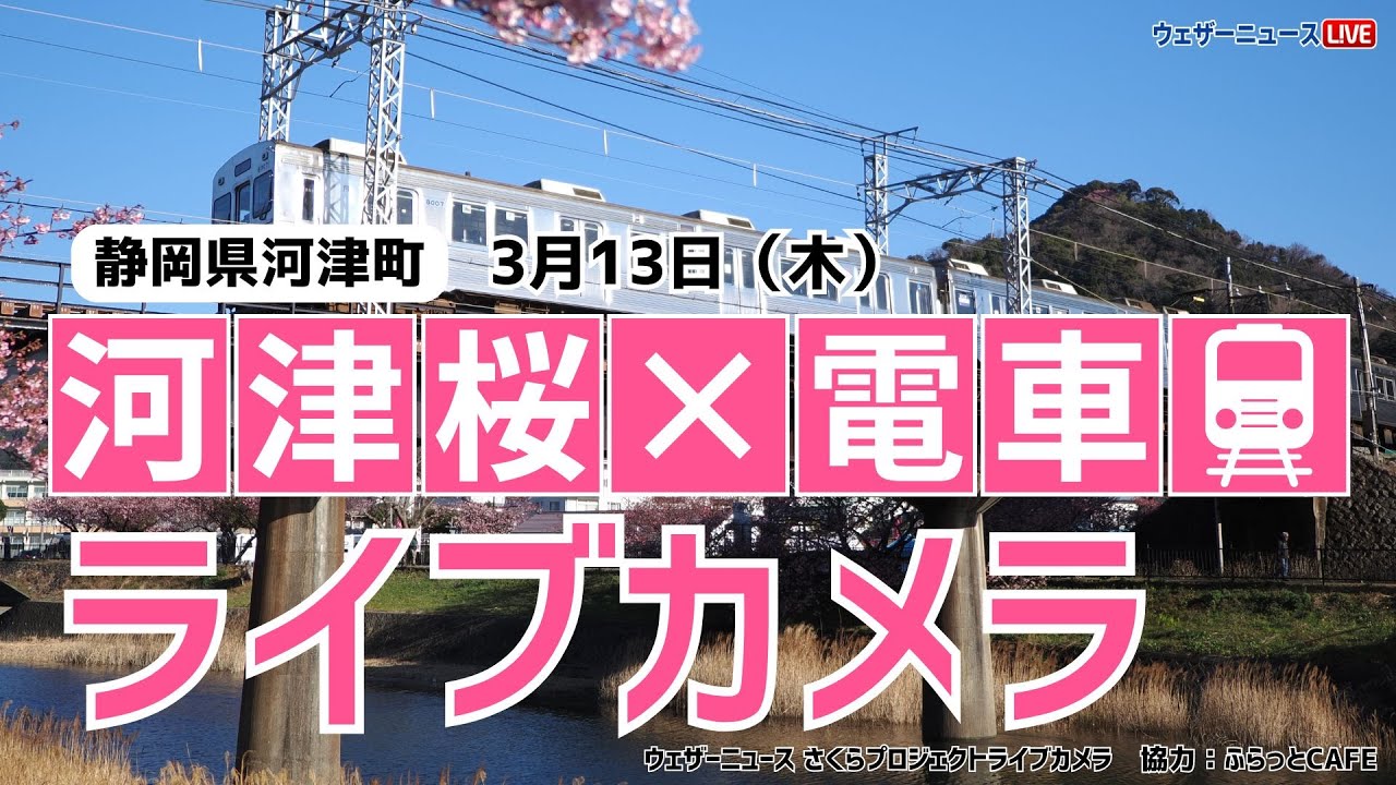 【桜ライブカメラ2】河津桜×電車(伊豆急行)／静岡県河津町 ふらっとCAFE 2025年3月13日(木) #桜  #さくら #河津桜 #電車  | Cherry Blossom Live WebCam