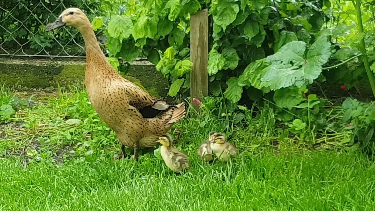 Was hilft gegen Nacktschnecken - Laufenten als Schneckenvernichter