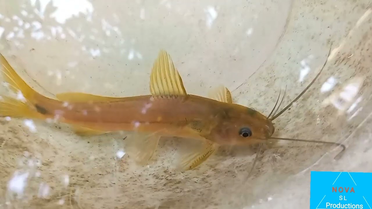 Mystus&nbsp;armatus||ankutta fish||#catfish #naturalfishing