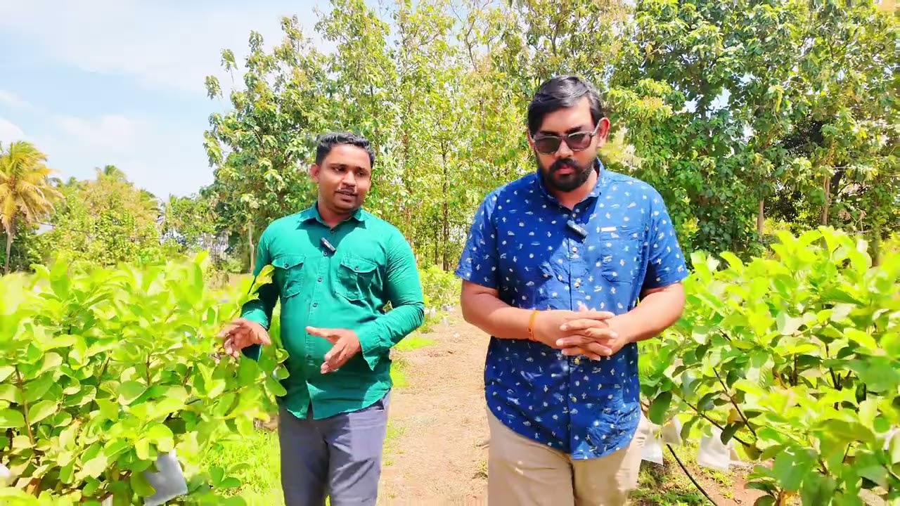 ඇපල් පේර වගාවෙන් ලක්ශ 2ක් ?