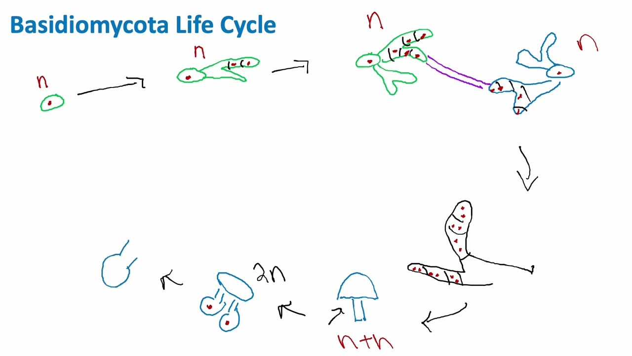 Basidiomycota Life Cycle | Mycology | Biology