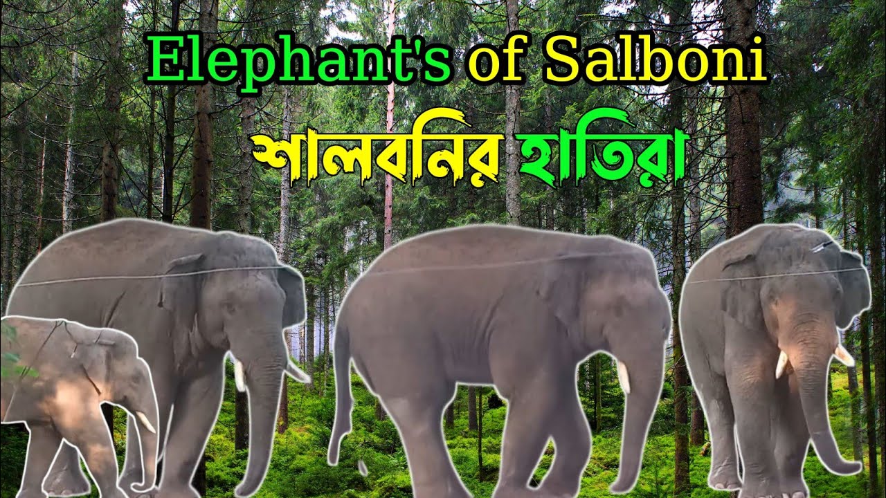 ELEPHANT'S OF SALBONI/ শালবনির হাতিরা/ JHARGRAM/SALBONI/WEEKEND DESTINATION/WEEKEND/VIRALVIDEO...
